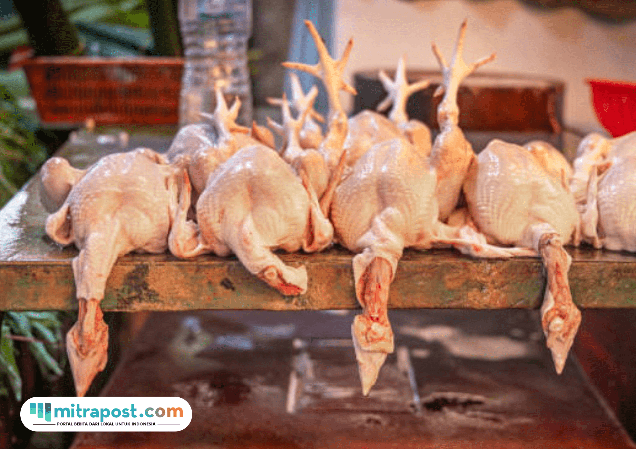 ayam