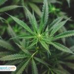 Penanaman Ganja Lereng Semeru