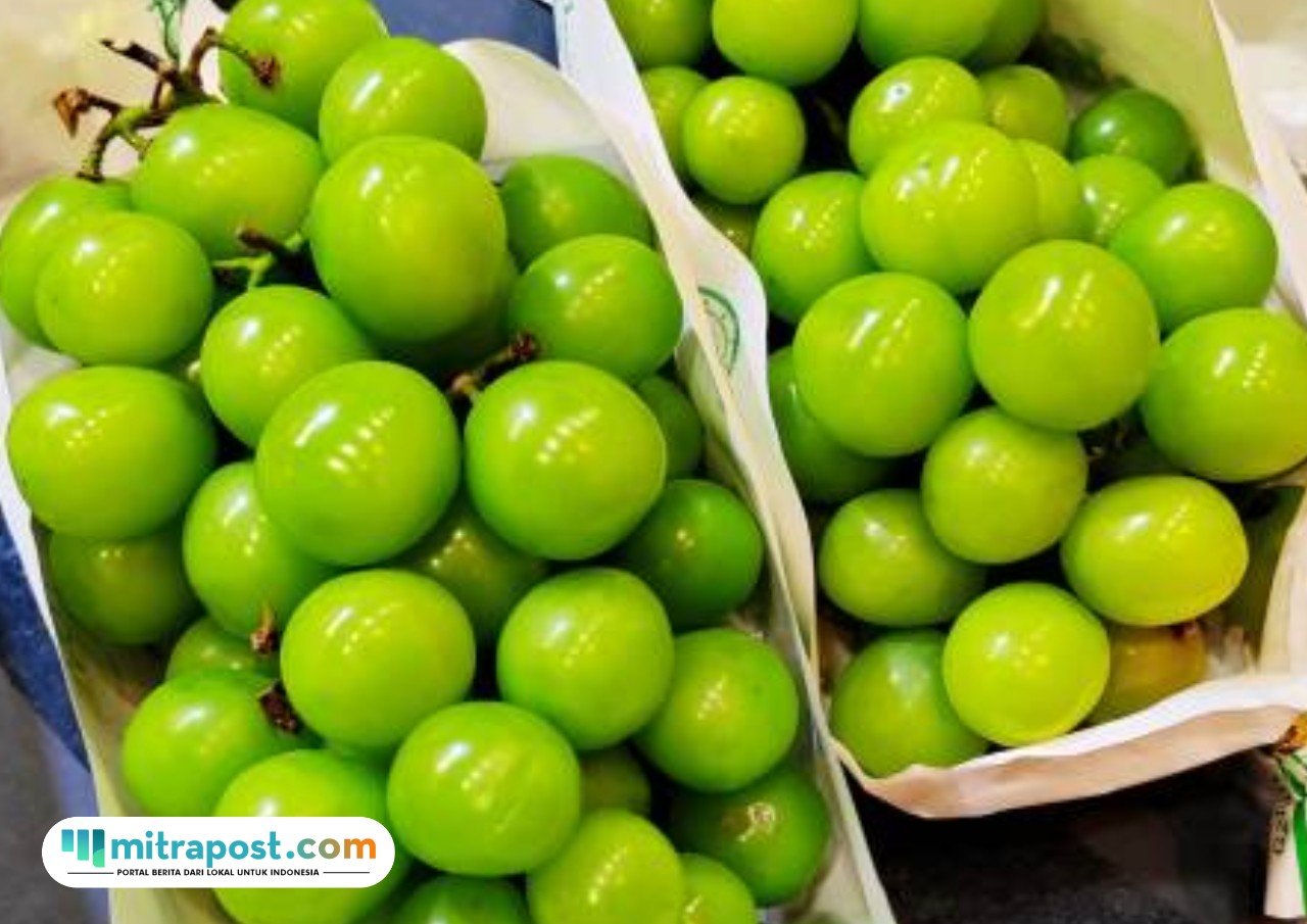 Penjelasan anggur Shine Muscat