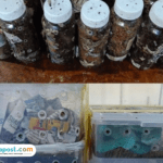 Pemerintah Berhasil Gagalkan Impor Motor hingga Ular impor