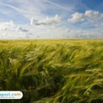 mukjizat-nabi-sulaiman nabi sulaiman