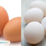 telur ayam telur bebek