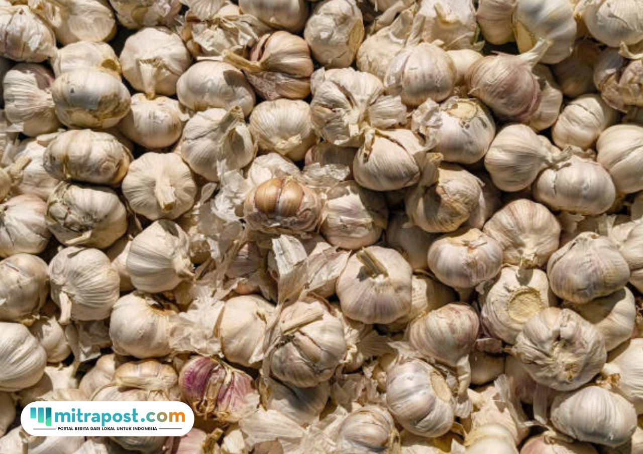 Harga Bawang Putih Melonjak
