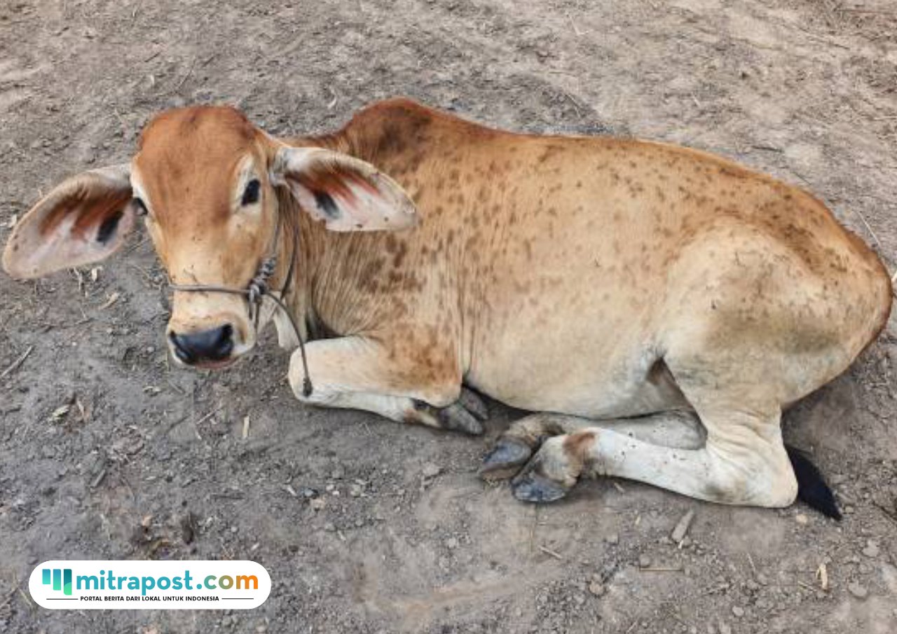 Sapi Terjangkit PMK