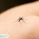 chikungunya