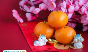 jeruk mandarin