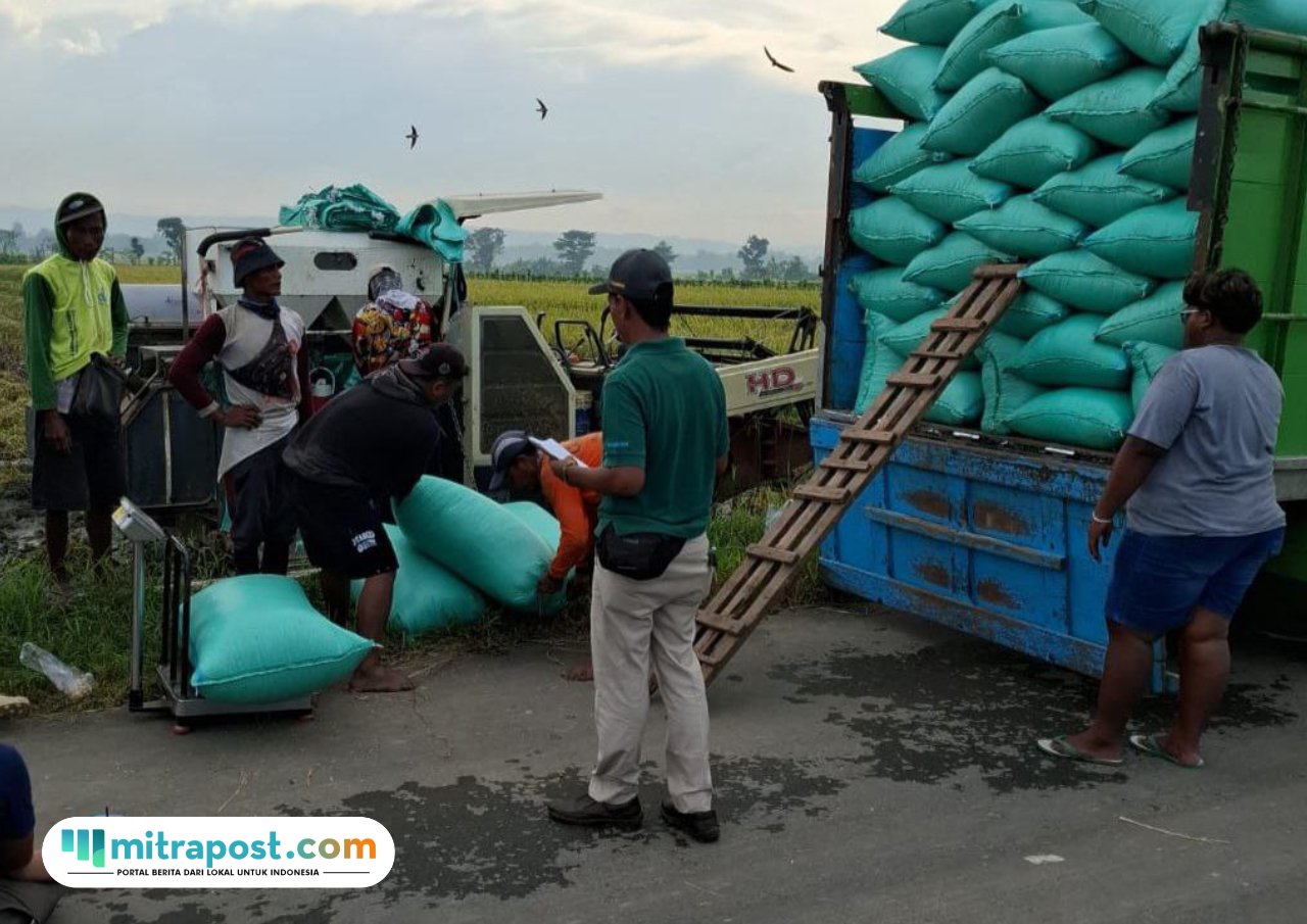 Foto: sejumlah pekerja sedang memindahkan gabah yang dibeli dari petani ke kendaraan truk (Mitrapost.com/ istimewa)