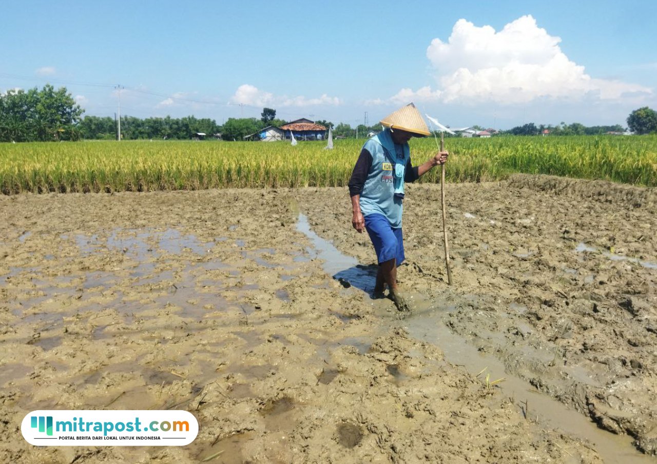 Foto : Seorang petani di Desa Bungasrejo Kecamatan Jakenan tengah mempersiapkan lahan penyemaian benih padi. (Sumber. Mitrapost.com/Ilham)