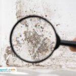 Ilustrasi balck mold/istock