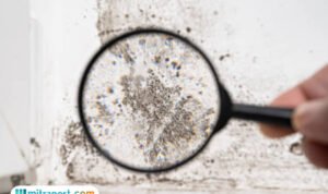 Ilustrasi balck mold/istock Ilustrasi balck mold/istock