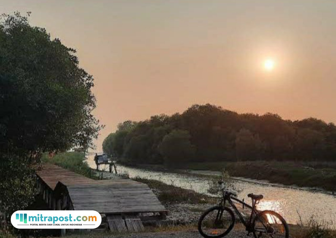 Foto : Tanaman Mangrove di Pesisir Pantai Tluwuk. (Sumber. istimewa)