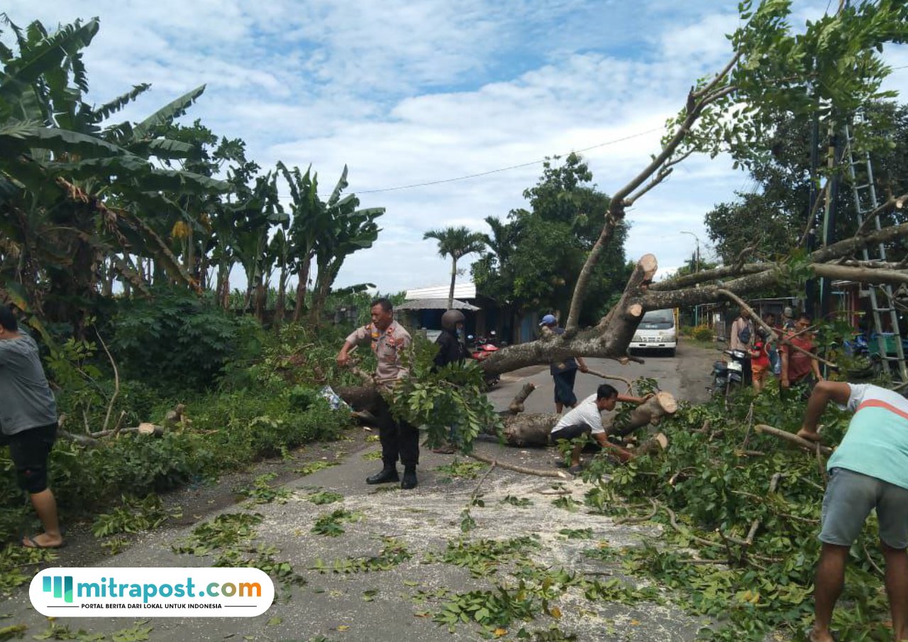 Foto : Pohon Tumbang di Jalan Raya Bapoh-Tlogowungu bertempat di Desa Bumiayu Kecamatan Wedarijaksa. (Sumber. Mitrapost.com/Polsek Wedarijaksa)