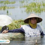 Foto : Petani Desa Kasiyan Kecamatan Sukolilo Pati tengah memanen hasil padi di lahan sawah miliknya. (Sumber. Mitrapost.com/Humas Pemkab Pati)