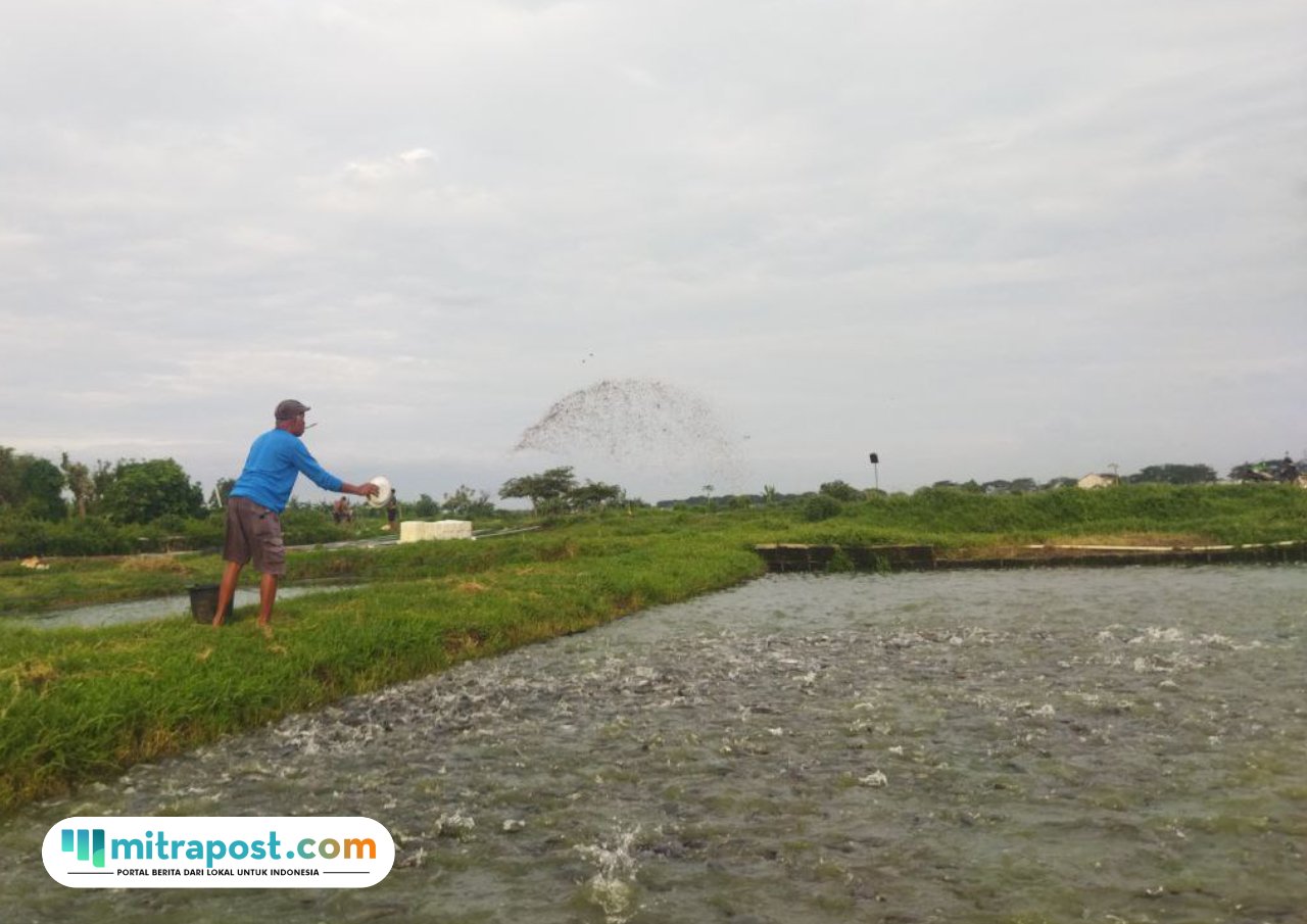 Foto : Pembudidaya ikan lele Desa Mustokoharjo Kecamatan Pati tengah memberikan pakan di sore hari. (Sumber. Mitrapost.com/Ilham)