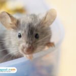 usir tikus