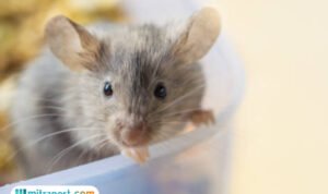 usir tikus
