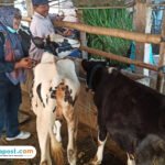Foto : Sapi perah sedang dilakukan pengecekan oleh penyuluh, belum lama ini. (Sumber. Mitrapost.com/ Dispertan Pati)