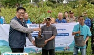 bibit durian