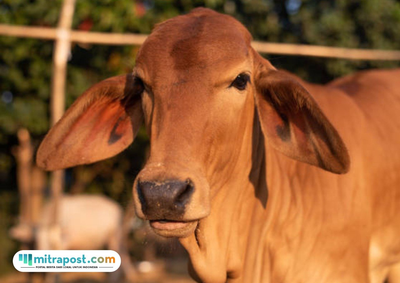 Ilustrasi sapi hibah/istock