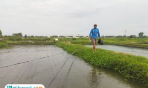 Foto : Tambak ikan nila salin (Sumber. Mitrapost.com/ Ilham)