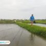 Foto : Tambak ikan nila salin (Sumber. Mitrapost.com/ Ilham)
