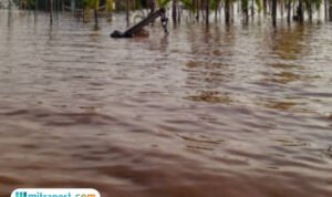 Ilustrasi banjir rob/istock