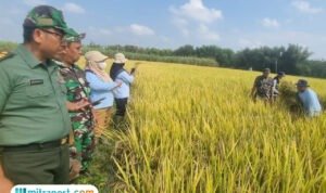 Foto: PPL BPP Jaken saat melakukan ubinan di sawah (Mitrapost.com/ BPP Jaken)