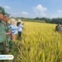 Foto: PPL BPP Jaken saat melakukan ubinan di sawah (Mitrapost.com/ BPP Jaken)
