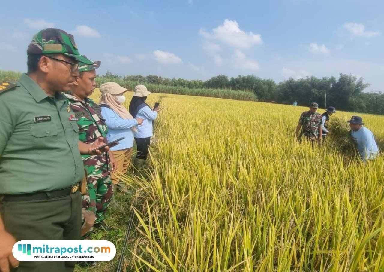 Foto: PPL BPP Jaken saat melakukan ubinan di sawah (Mitrapost.com/ BPP Jaken)