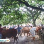 Foto : Ilustrasi calon hewan kurban di Pasar Margorejo Pati, belum lama ini. (Sumber. Mitrapost.com/ Ilham)