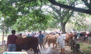 Foto : Ilustrasi calon hewan kurban di Pasar Margorejo Pati, belum lama ini. (Sumber. Mitrapost.com/ Ilham)