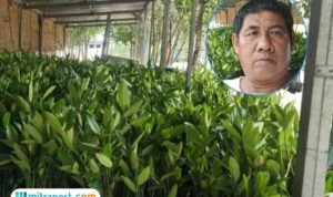 Foto : Pembibitan tanaman mangrove milik Karnawi, peraih penghargaan Kalpataru dari Dinas Lingkungan Hidup dan Kebersihan (DLHK) Provinsi Jawa Tengah di Desa Tunggulsari Tayu, belum lama ini. (Dok. Pribadi)