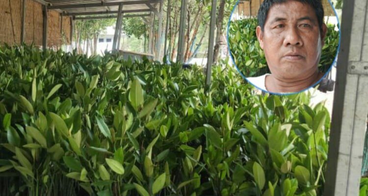 Foto : Pembibitan tanaman mangrove milik Karnawi, peraih penghargaan Kalpataru dari Dinas Lingkungan Hidup dan Kebersihan (DLHK) Provinsi Jawa Tengah di Desa Tunggulsari Tayu, belum lama ini. (Dok. Pribadi)