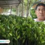 Foto : Pembibitan tanaman mangrove milik Karnawi, peraih penghargaan Kalpataru dari Dinas Lingkungan Hidup dan Kebersihan (DLHK) Provinsi Jawa Tengah di Desa Tunggulsari Tayu, belum lama ini. (Dok. Pribadi)
