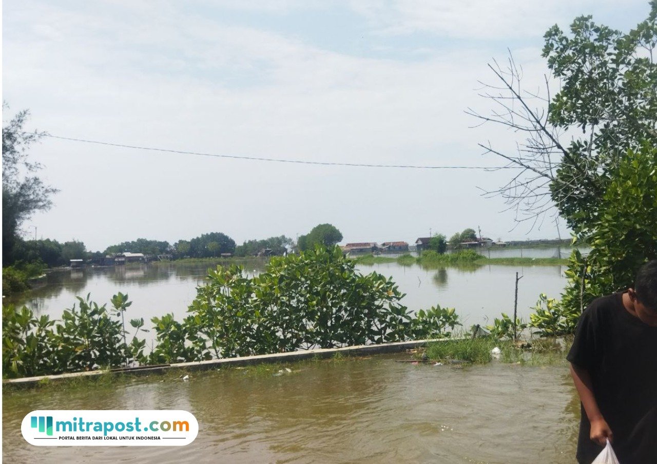 Foto : Kondisi rob di Desa Tunggulsari Kecamatan Tayu, Selasa (17/06/2025). (Sumber. Mitrapost.com/ Ilham)