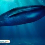 Bacaan Doa Nabi Yunus AS, Amalkan Saat Mengalami Kesulitan