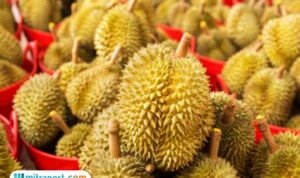 Kenapa Durian Dijuluki Raja Buah?