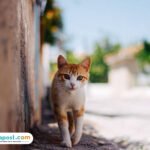 Ribuan Kucing Liar di Bandung Bakal Disterilisasi