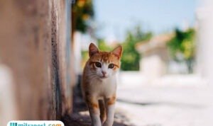 Ribuan Kucing Liar di Bandung Bakal Disterilisasi