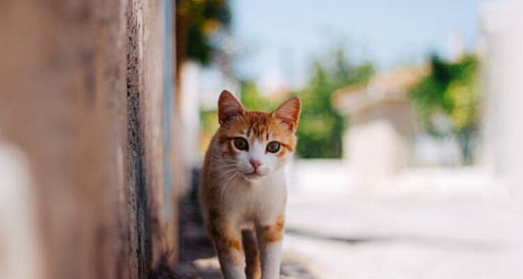 Ribuan Kucing Liar di Bandung Bakal Disterilisasi