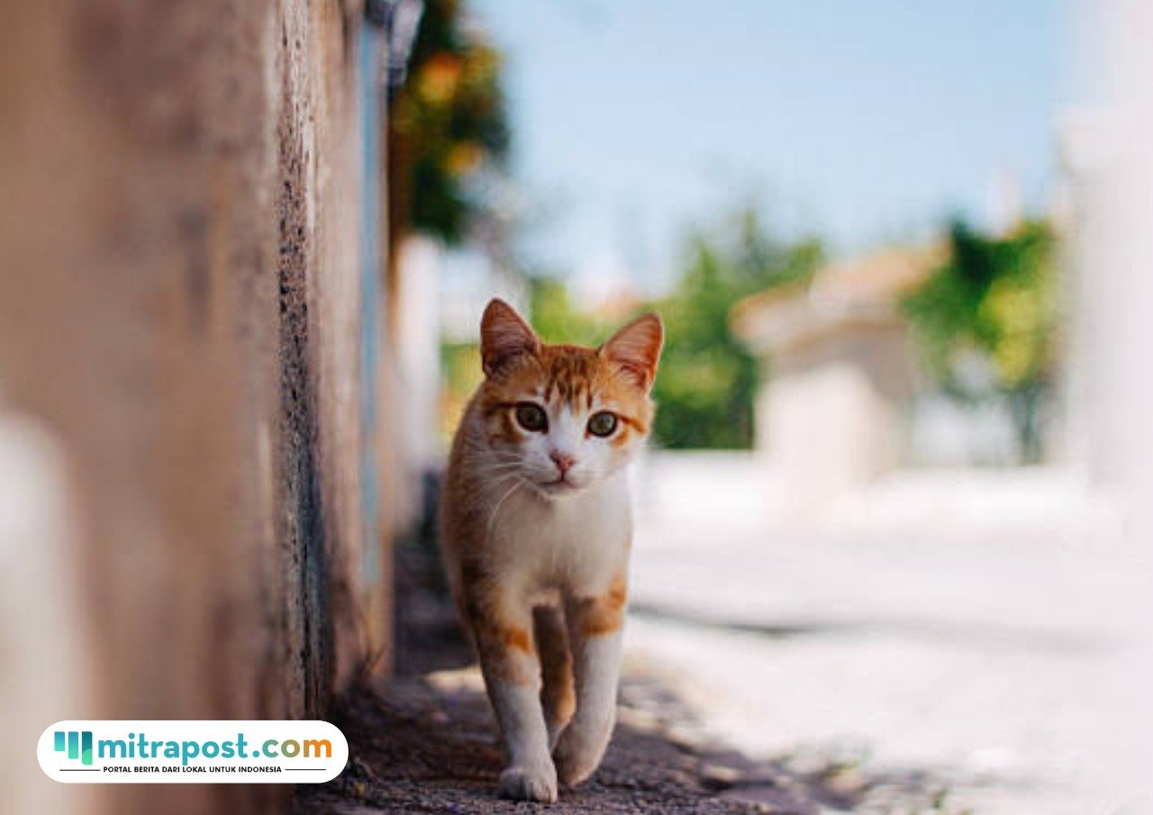 Ribuan Kucing Liar di Bandung Bakal Disterilisasi
