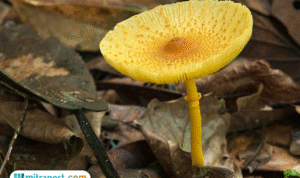 Foto: Ilustrasi jamur di Hutan Amazon (sumber: istock)