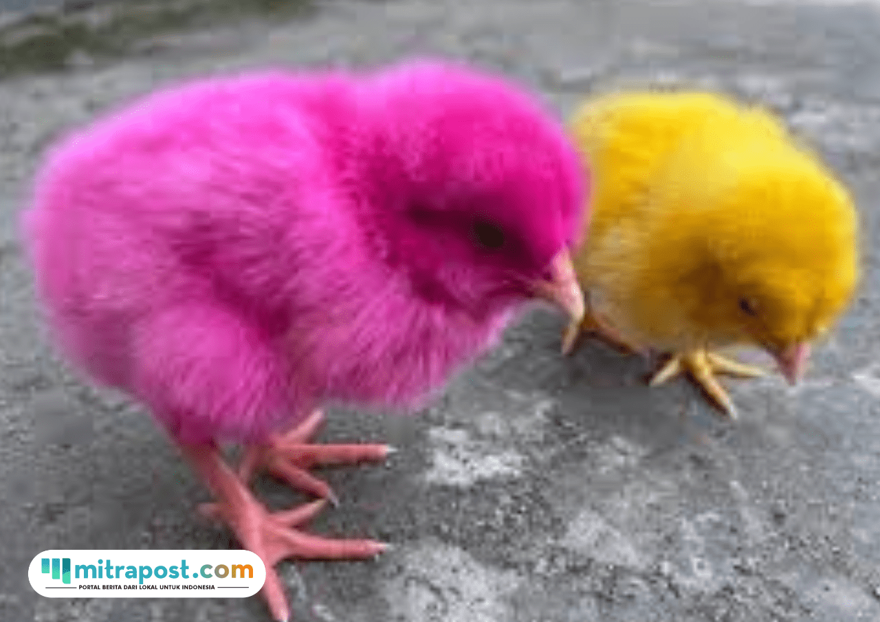 Foto: Ayam Warna-warni (sumber: shutterstock)