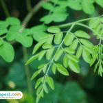 Foto: gambar daun kelor (sumber: istock)