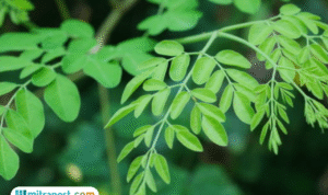 Foto: gambar daun kelor (sumber: istock)
