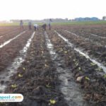 Foto : Kondisi lahan tembakau milik Nurhadi, Ketua Kelompok Rukun Tani Desa Pantirejo, beberapa hari lalu. (Dok. Kelompok Rukun Tani Desa Pantirejo Gabus). 