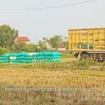 Foto: panen gabah di Kecamatan Jakenan (Mitrapost.com/ BPP Jakenan)