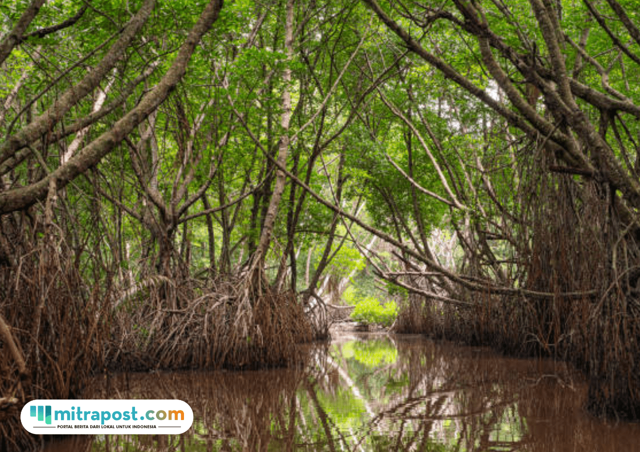 Foto: Hutan Mangrove (sumber: istock)