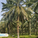 Foto: Kejayaan Perkebunan Kelapa Sawit (sumber: istock)