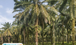 Foto: Kejayaan Perkebunan Kelapa Sawit (sumber: istock)